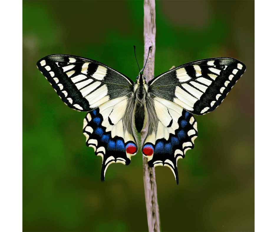 Bouwpakket vlinder - product image