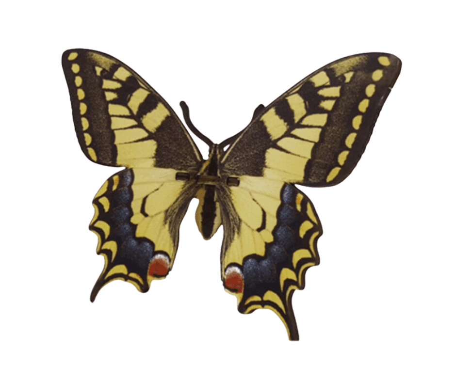 Bouwpakket vlinder - product image