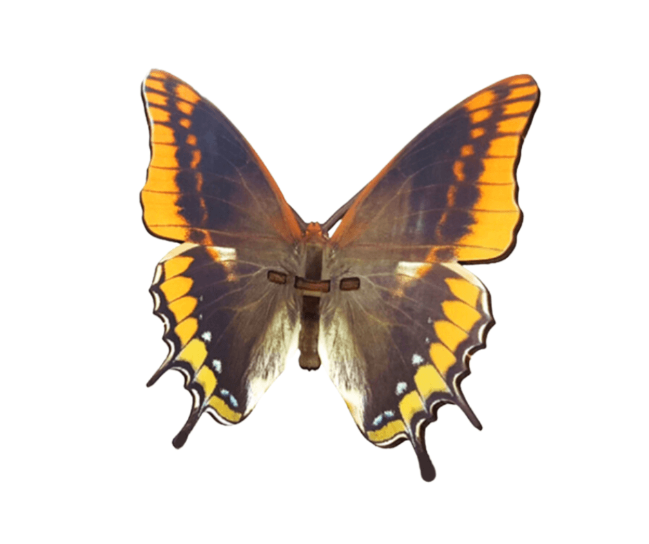 Bouwpakket vlinder - product image